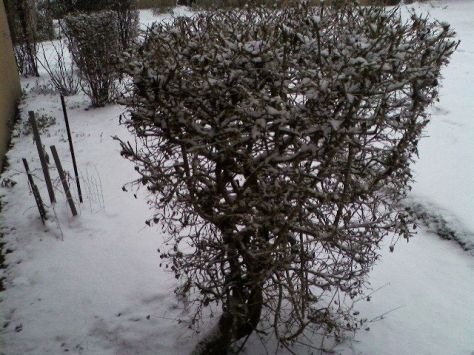 winterbushes.jpg